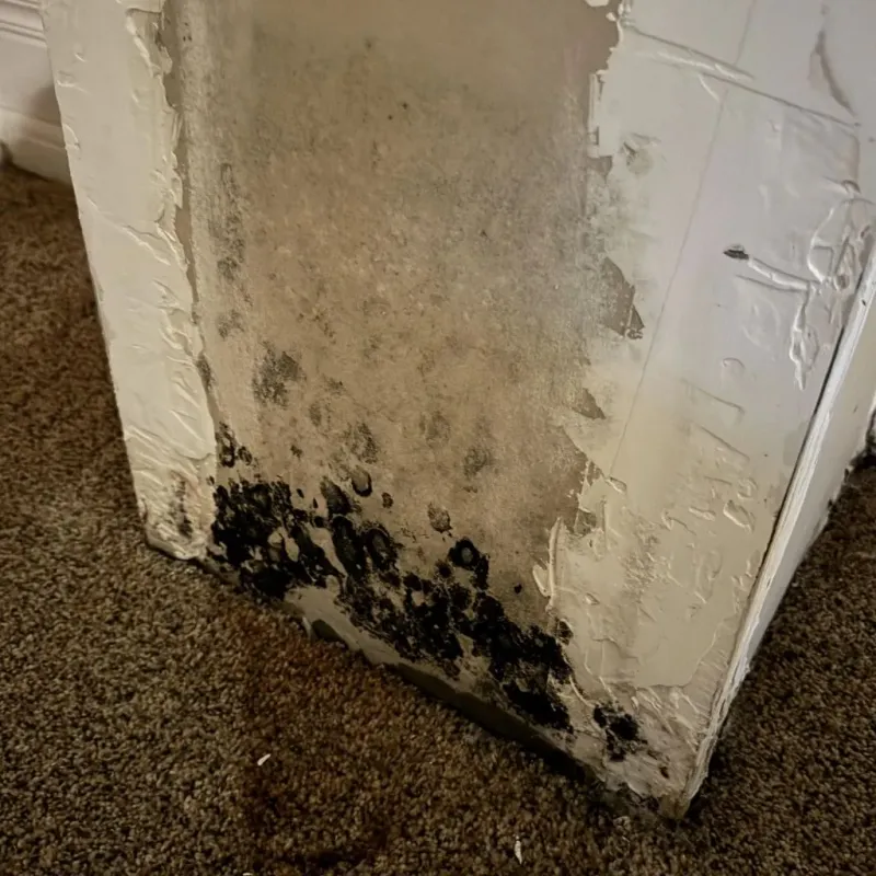 Professional Mold Removal in Ralls, TX